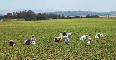 ouvriers agricoles mexicains à Salinas