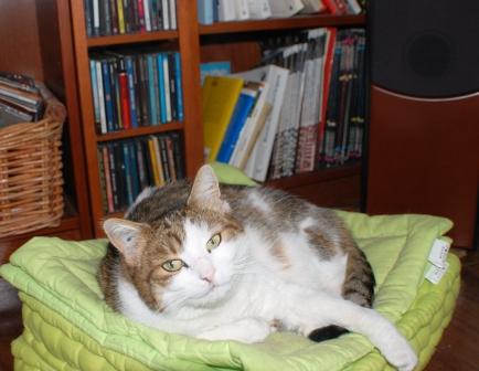 kiara-185 Ma chatte Kiara