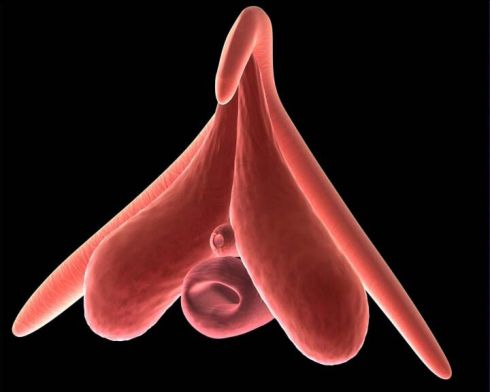 clitoris-arte