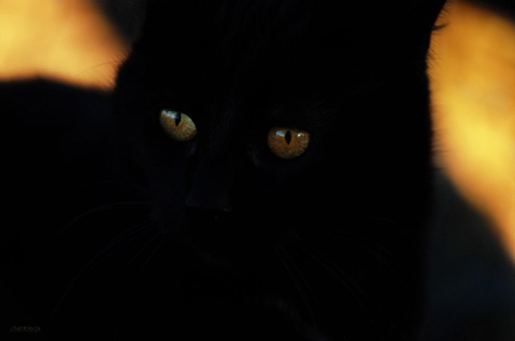 chat-noir-mimie_800_7157